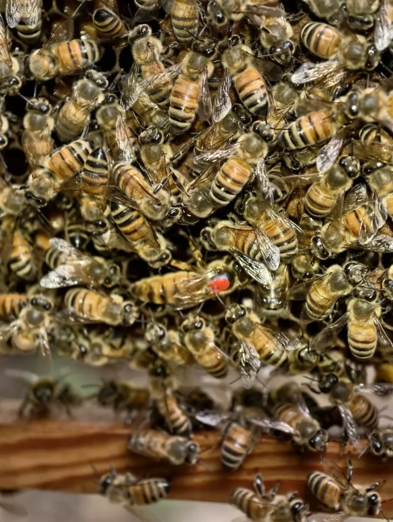 鴻茗養蜂場日常巡視:點上紅漆做記號的蜂王與健康的蜜蜂群,細心照護是產出優質純蜂蜜的基礎。