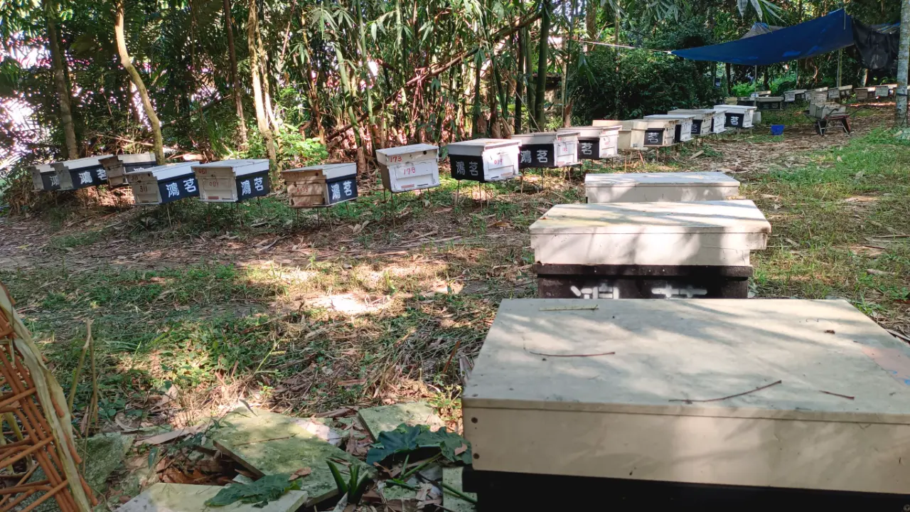 台南白河在地蜂農的真實日常,鴻茗養蜂場整齊排列的專屬蜂箱,堅持給蜜蜂最無污染的採蜜空間。