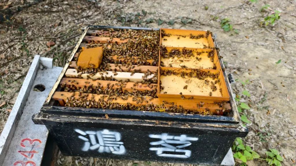 鴻茗養蜂場的打開蜂箱特寫,清楚展示大量蜜蜂圍繞著花粉蜂糧(左側黃色物塊)和糖水盒(右側黃色格子)活動,呈現專業的蜂群管理與飼養場景。